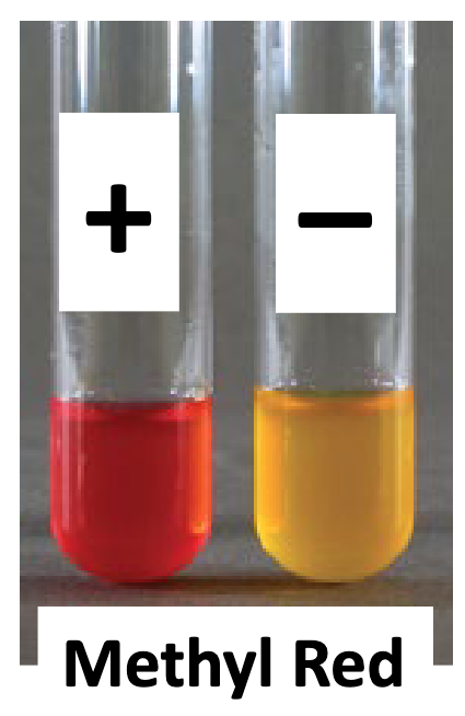 <p>Methyl Red (MR):</p><ul><li><p>occurs fast or slow?</p></li><li><p>checks for ____</p></li><li><p>needs to add ____ reagents</p></li></ul><p></p>