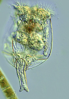 <p><strong>FILO</strong><br><strong>CLASE</strong><br><strong>SUBCLASE</strong><br><strong>FAMILIA</strong><br><strong>GÉNERO</strong><br><strong>CARACTERÍSTICAS</strong></p>