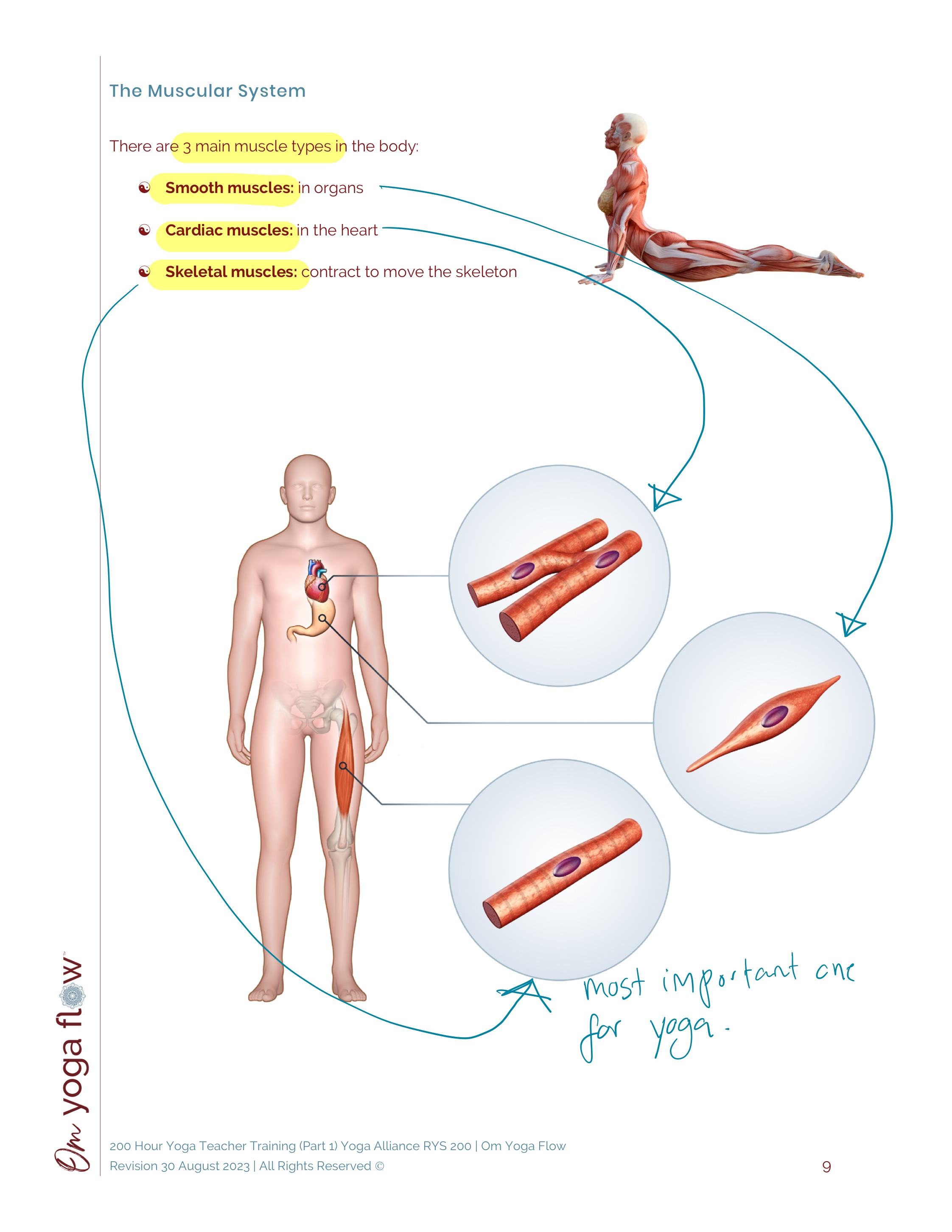 <p>Smooth, cardiac and muscle</p>