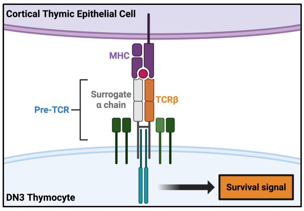 <p>promotes thymocyte survival (β selection)</p><ul><li><p>survival signal to DN3 thymocyte </p></li><li><p>from pre-TCR and MHC </p></li></ul><p></p>