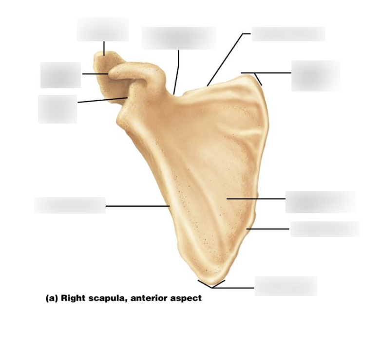 <p>indent on the top of the scapula. right by coracoid process</p>
