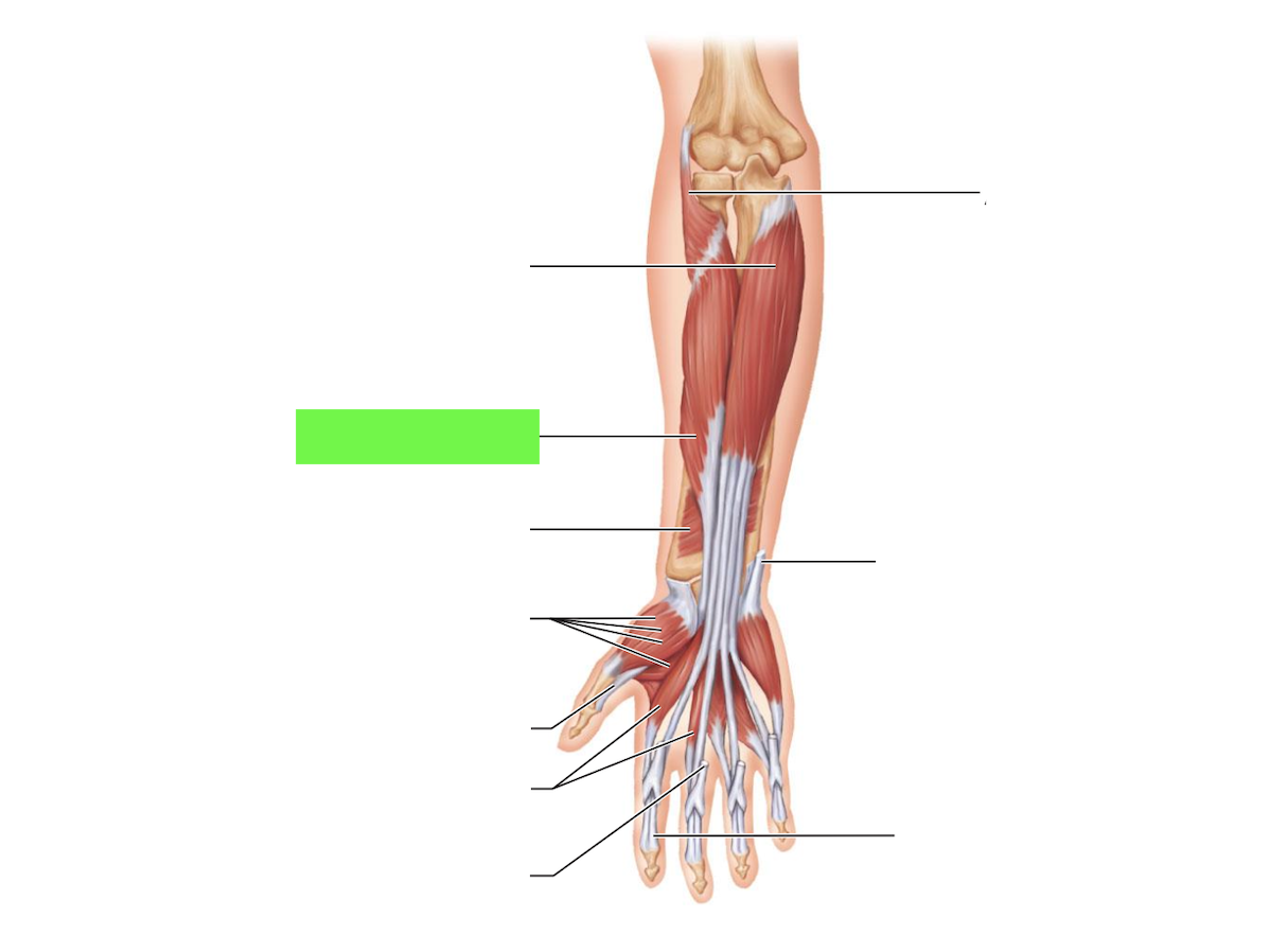 <p>Actions: Flexes thumb</p>