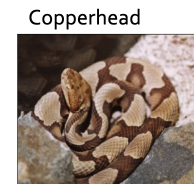 <ul><li><p>Distinctive hourglass-shaped crossbands — wide at the sides, narrowing to a point at the center of the back — in copper/brown tones on a lighter tan/pinkish background</p></li><li><p>Copper-colored triangular head, noticeably wider than the neck</p></li><li><p>Generally NOT aggressive; bites are rarely fatal. Will give a waning bite with little venom (“dry bite”)</p></li><li><p>Fun fact: Southern copperhead venom contains a protein that halts cancer cell growth in mice and prevents metastasis - potential medical value!</p></li></ul><p></p>