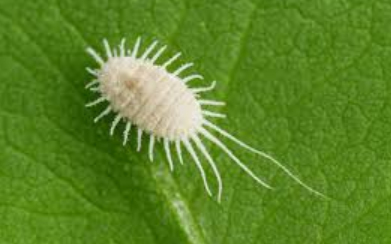 <p>What is the name of this bug?</p>