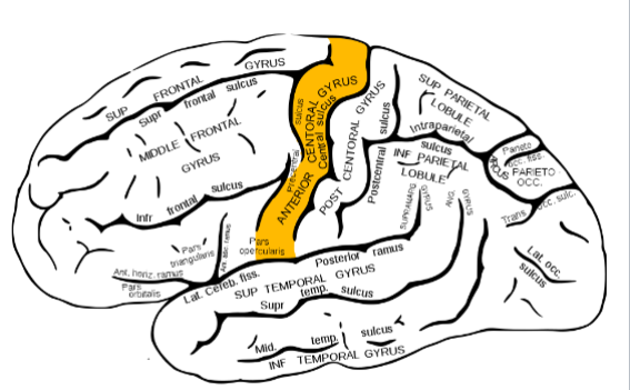 <p>Primary motor cortex</p>