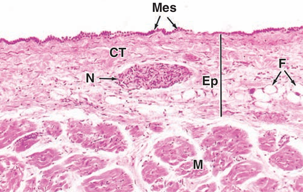 <p>M</p>