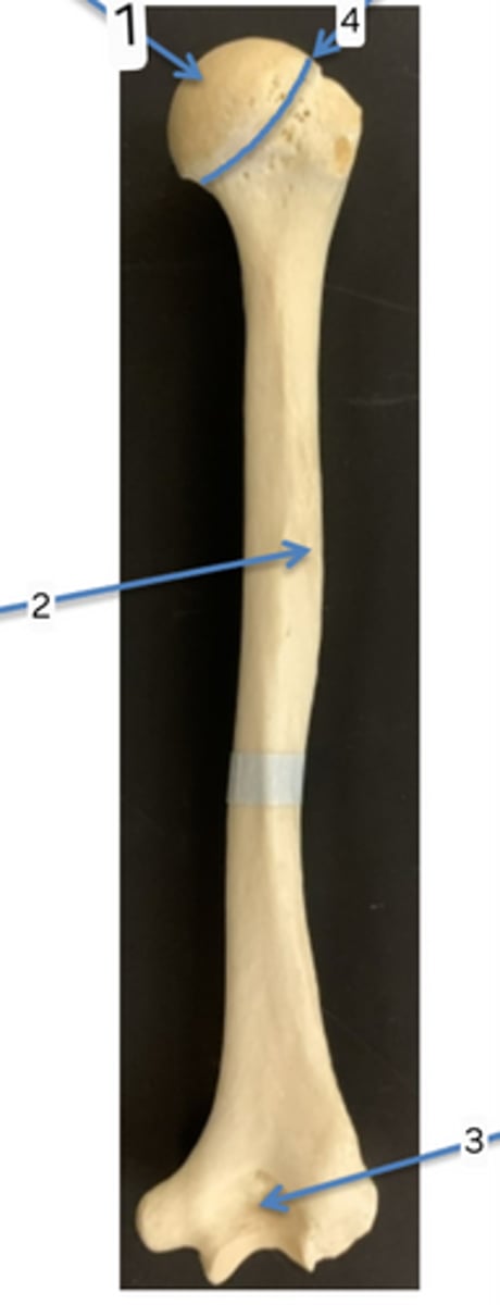 <p>4</p>
