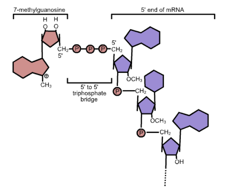 <ol><li><p>regulation of nuclear export</p></li><li><p>prevention of degradation by exonucleases</p></li><li><p>promotion of translation (attachment to ribosome)</p></li><li><p>promotion of 5’ proximal intron excision</p></li></ol><p></p>