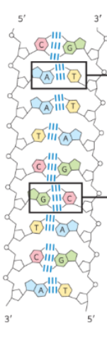 <p>What is the chemical structure of DNA </p>