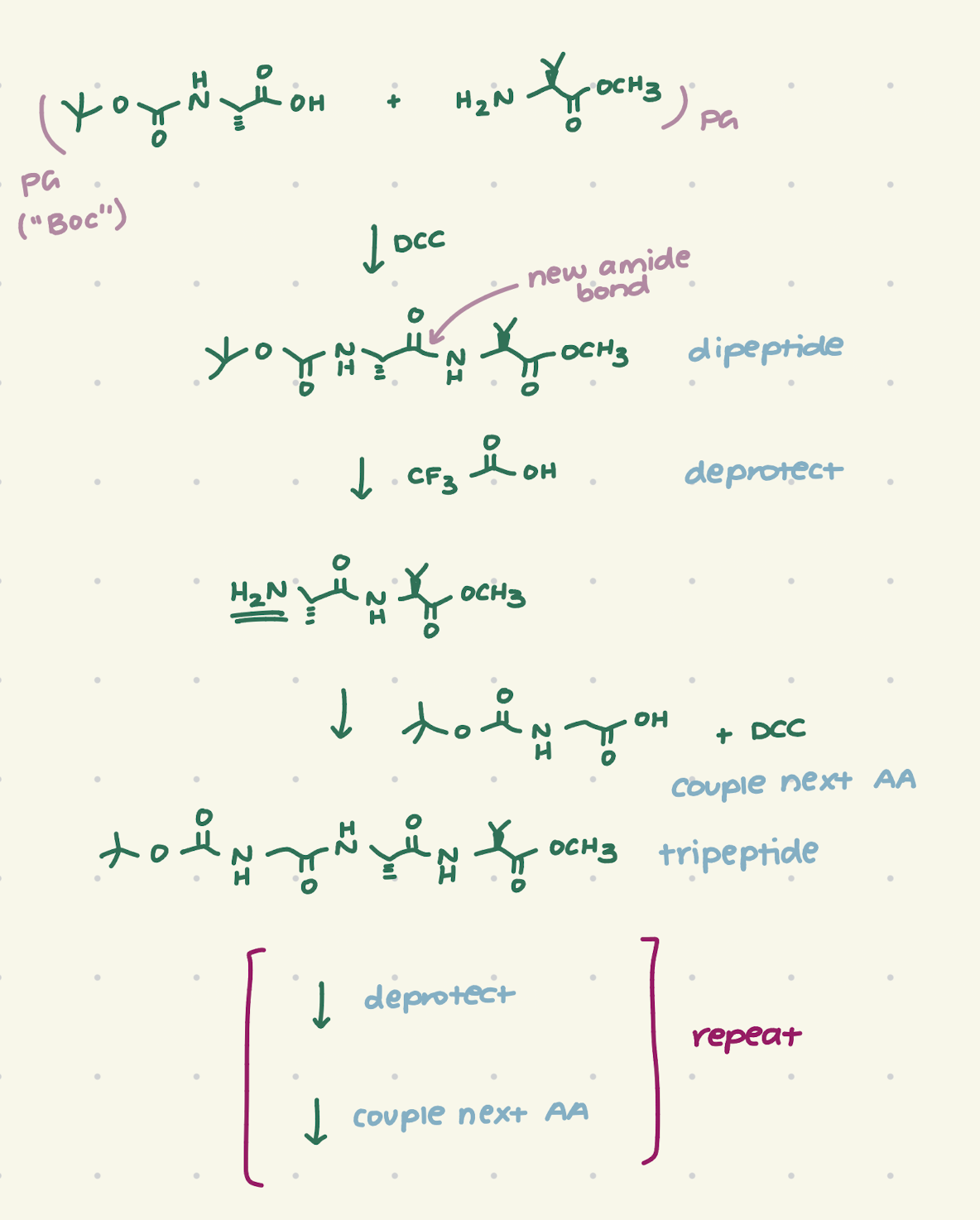 <ol><li><p>add together two AA with DCC to make dipeptide</p></li><li><p>deprotect: remove amine protecting group (Boc) with TFA to make free amine that can react</p></li><li><p>add next AA and DCC (coupling)</p></li><li><p>repeat and stop when desired</p></li></ol><p></p>