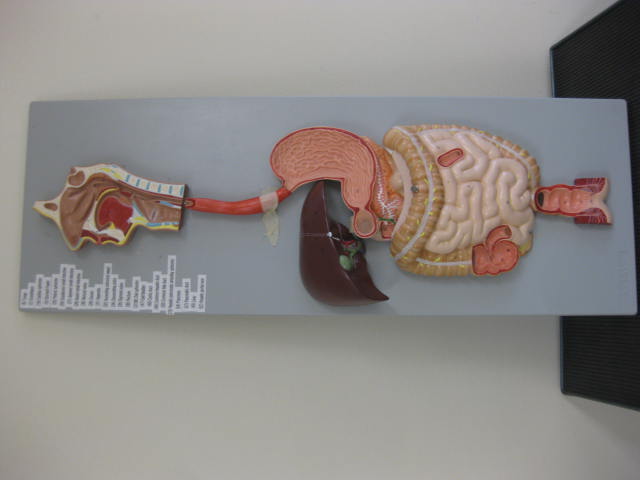 <p>Identify?</p><p>Lab Image 7-2</p>