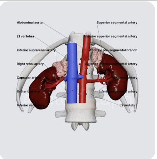 <p>Just inferior to L1</p>