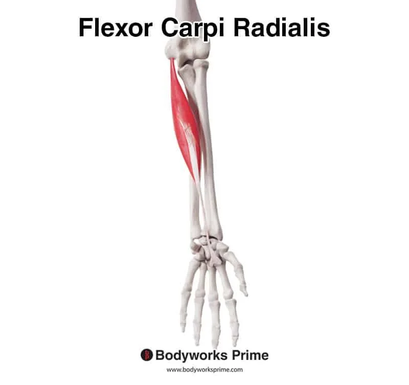 <p>Flexor carpi radialis</p>