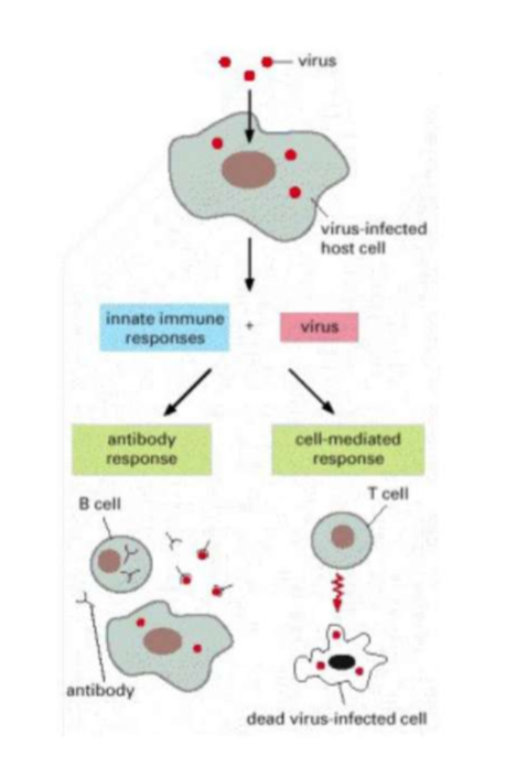 <ul><li><p>Cell mediated immune responses</p></li><li><p>Antibody responses</p></li></ul><p></p>
