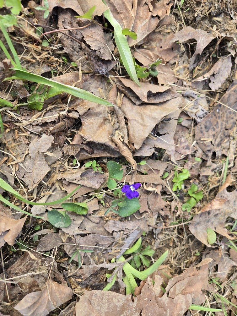 <p><strong>(<em>Viola sororia</em>)</strong> – Low-growing plant with heart-shaped leaves and blue-violet (sometimes white) flowers. Common in lawns, woodland edges, and open forests. <strong>Autotroph; spreads by seeds and rhizomes; often mycorrhizal.</strong><br><strong>Uses:</strong> Edible leaves and flowers (salads, teas, syrups); ornamental; important host plant for fritillary butterfly larvae.</p>