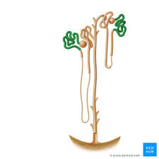 <p>proximal convoluted tubule</p>