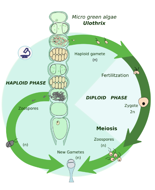 <p><span>haplontic life cycle</span></p>