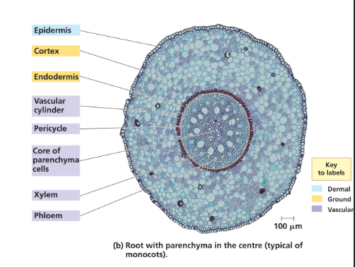 <ul><li><p>In many monocots, the core parenchyma cells are surrounded by rings of xylem, then phloem. Endodermis is more waxy to create a physical barrier to prevent pathogenic microbes and soil particles from entering the central vascular stele. </p></li><li><p>Distinct circle shape with xylem and phloem</p></li></ul><p></p>