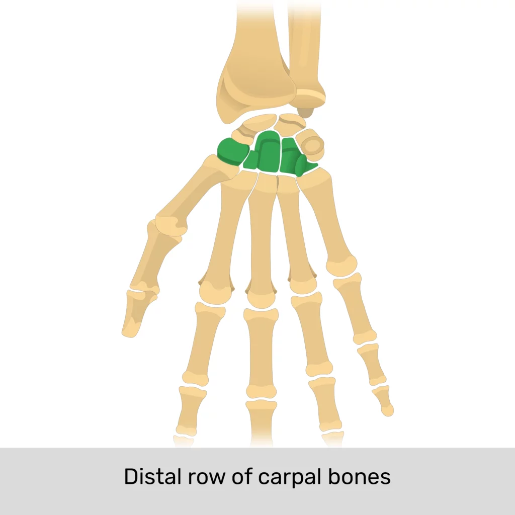 <p>8 bones that make up the wrist</p>