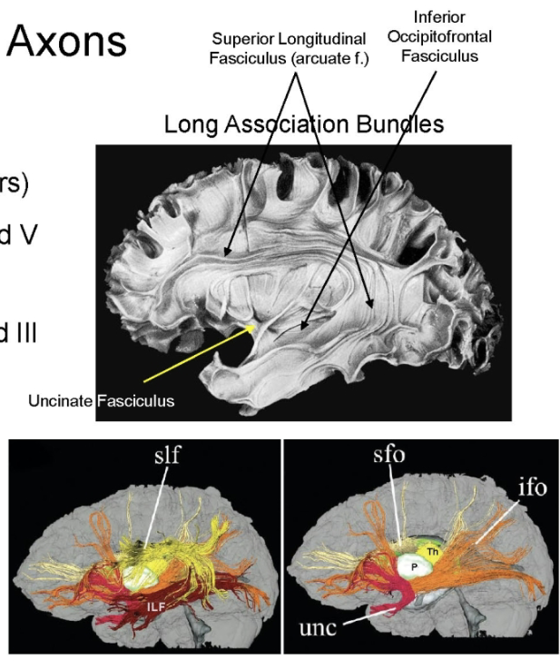 <p>Intrahemispheric (association fibers)</p><ul><li><p>Long association (in layer 3 and 5) —> connects lobes together (distinct regions)</p></li><li><p>Short association (in layer 2 and 3) —> connect gyri together</p></li></ul><p>Interhemispheric (Callosal fibers)</p><ul><li><p>In layer 3; connects left and right hemispheres (corpus callosum) and temporal poles (anterior commissure).</p></li></ul><p></p>