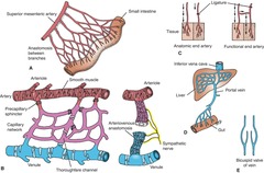 <p>A system of vessels interposed between two capillary beds.</p>