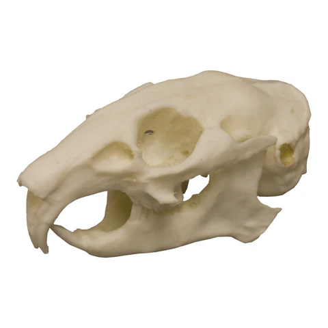<p><span>2/1 incisors with pegs, simple fenestrated maxilla; toe beans, round ears</span></p>