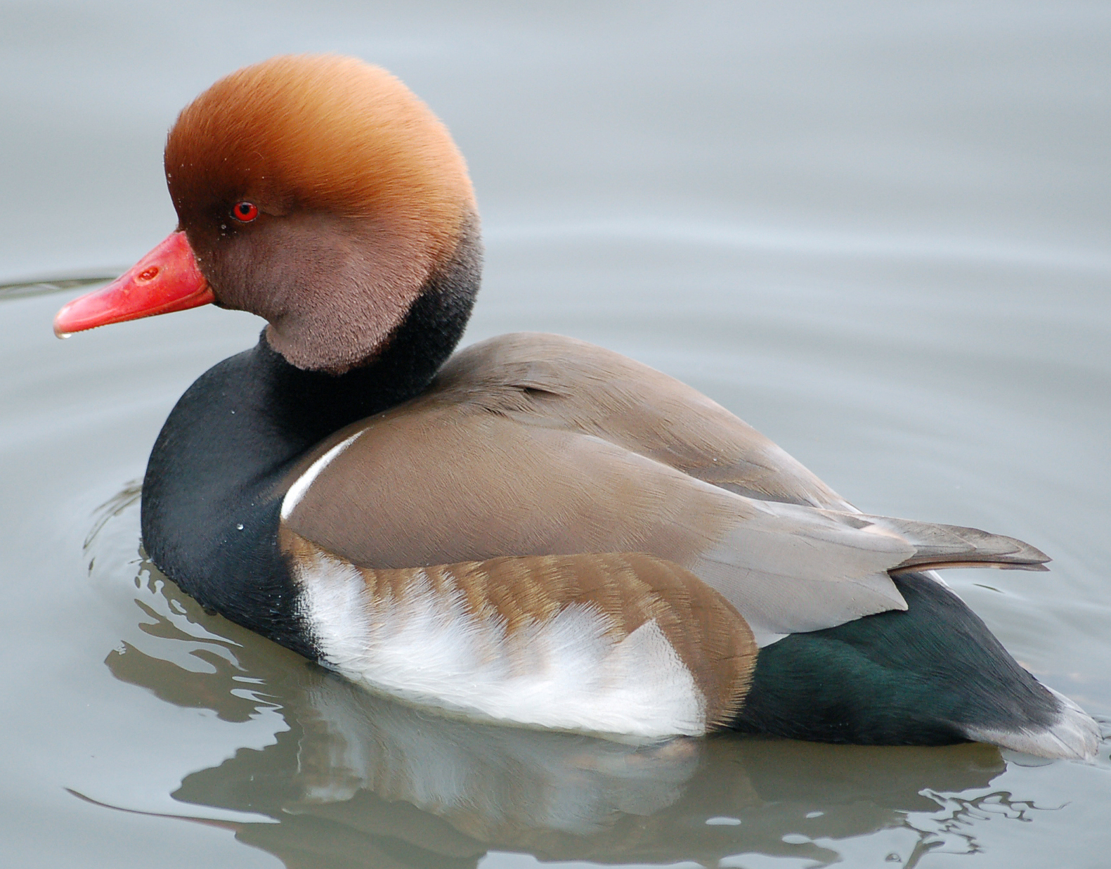<p>červený zobák</p>