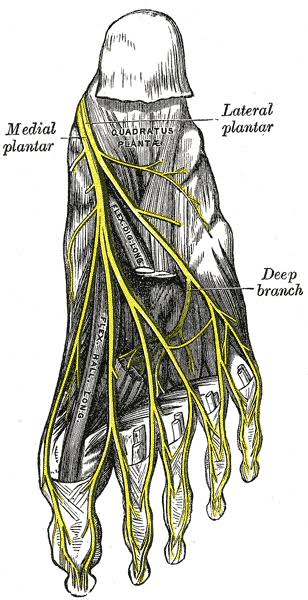 <p>medial plantar nerve</p>