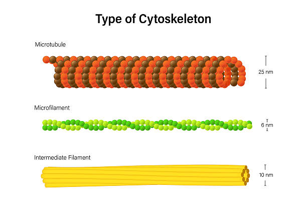 <p><span style="background-color: transparent;">Strong rope like fibers, resist pulling forces</span></p>