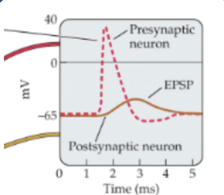 <p>EPSP </p><ul><li><p>if ___ ions flow through, the cell becomes slightly DEPOLARIZED and has small ____ postsynaptic potentials</p></li><li><p>____ proabability of AP firing</p></li><li><p>___ influx locally depolarizes dendrite</p></li></ul><p></p>