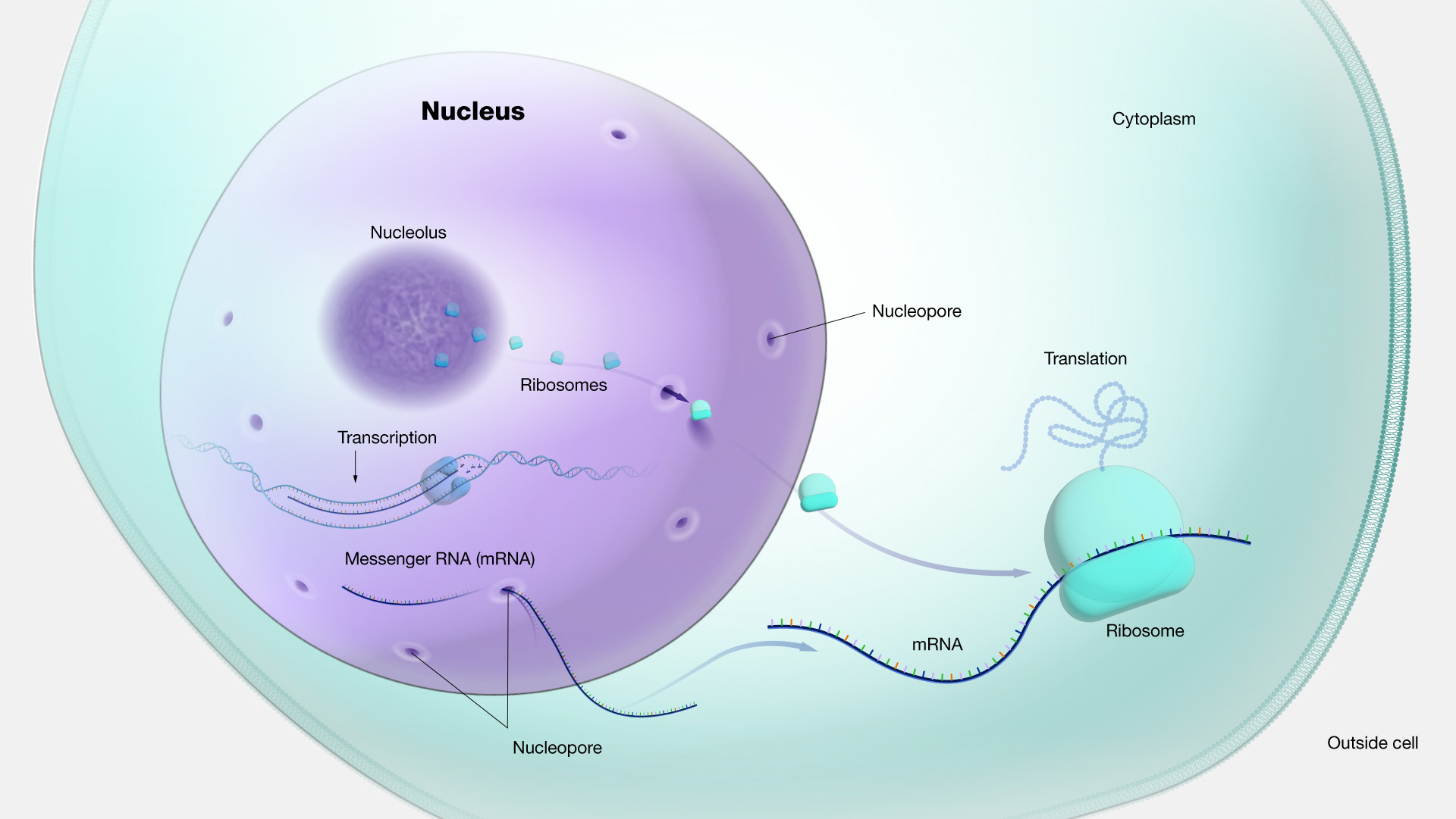 <p>nucleus</p>