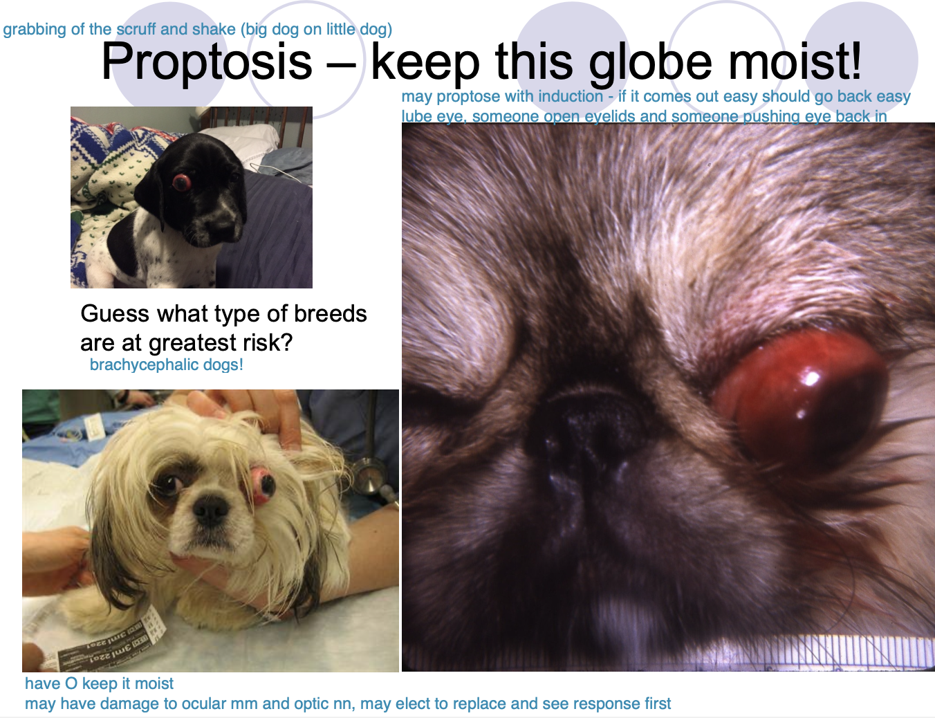 <p>brachycephalic dogs</p>