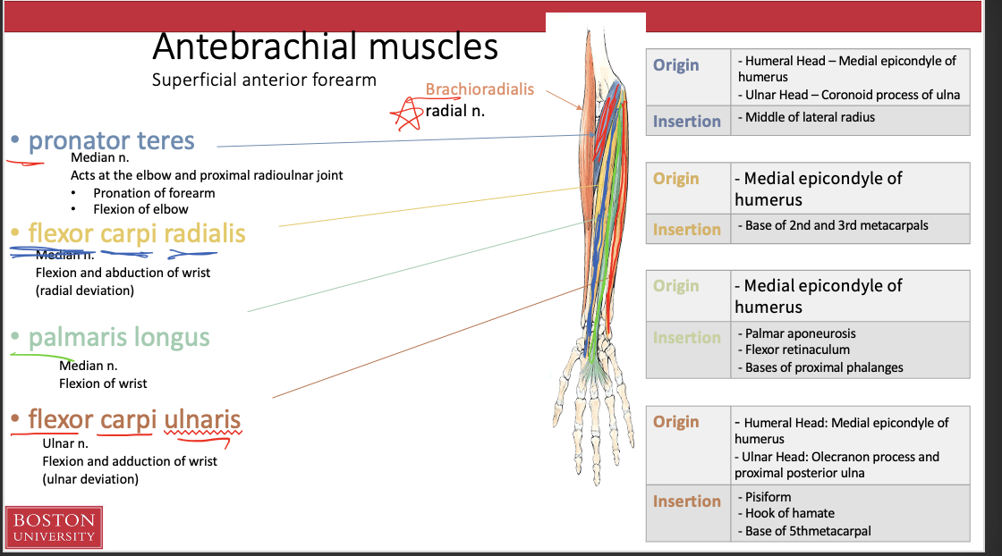 <ul><li><p>Pronator teres</p></li><li><p>Flexor carpi radialis</p></li><li><p>palmaris longus</p></li><li><p>flexor carpi ulnaris</p></li></ul><p></p>