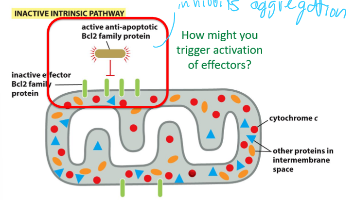 <p>Bind Pro-apoptotic effector proteins and inhibit aggregation</p>