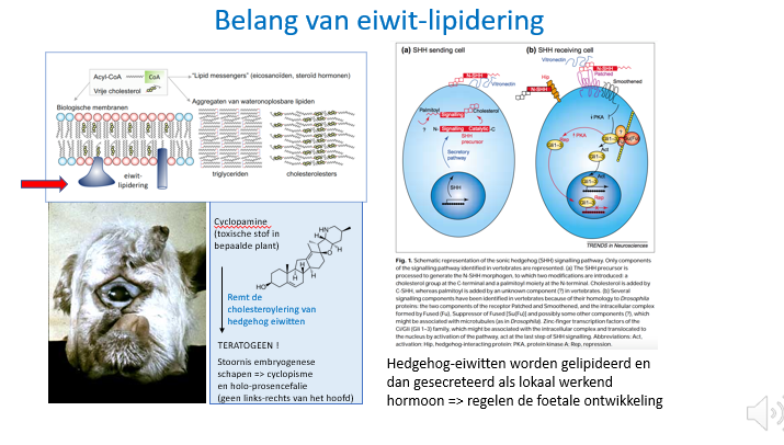 <p><span>Enkel ter illustratie</span></p><p style="text-align: left;"></p><p style="text-align: left;"><span>Vb van eiwitlipidering dat mee de functie van bep membraaneiwitten zal bepalen.</span></p><p style="text-align: left;"><span><br></span></p><p style="text-align: left;"><span>Hedgehog is een differentiatie factor die door de ene cel wordt geexprimeerd en door de andere cellen opgemerkt.</span></p><p style="text-align: left;"><span>Zo kan de ene cel de andere beïnvloeden oa wat betreft hun differentiatie.</span></p><p style="text-align: left;"><span><br></span></p><p style="text-align: left;"><span>Hedgehog eiwit is typisch een stof die gecholesteroleerd? kan worden.</span></p><p style="text-align: left;"><span>Er zijn bep toxines die ermee kunnen interfereren.</span></p><p style="text-align: left;"><span><br></span></p><p style="text-align: left;"><span>Sommige eiwitten worden dus gelipideerd en dat zal mee hun functie bepalen / in de juiste richting sturen.</span></p>