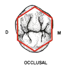 <p>- marginal ridges (M and D)</p><p>- buccal and lingual cusp ridges</p>