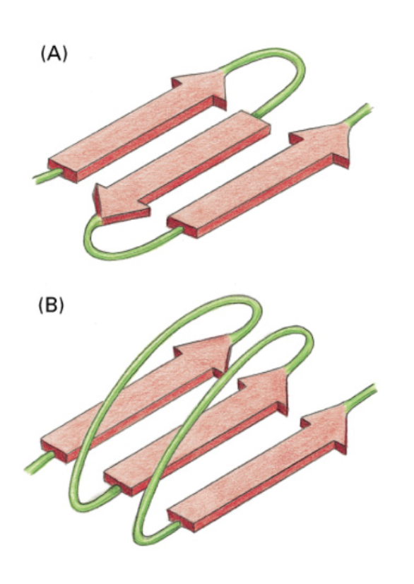 <p>What are the two types of β-sheet structure, and where are they found?</p>
