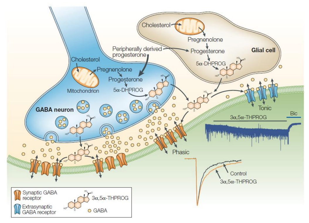 <ul><li><p>As hormones are metabolized to neuroactive steroids, hormonal levels are a factor in GABA receptor function</p></li></ul><div data-type="horizontalRule"><hr></div><ul><li><p>neuron active steroids → action depends on pathway</p></li><li><p>peripherally derived (level-dependent)</p><ul><li><p>spike in hormonal levels + rapid drop = significant change in GABAR (specifically gaba delta a receptors to drugs)</p></li></ul></li></ul><p></p>