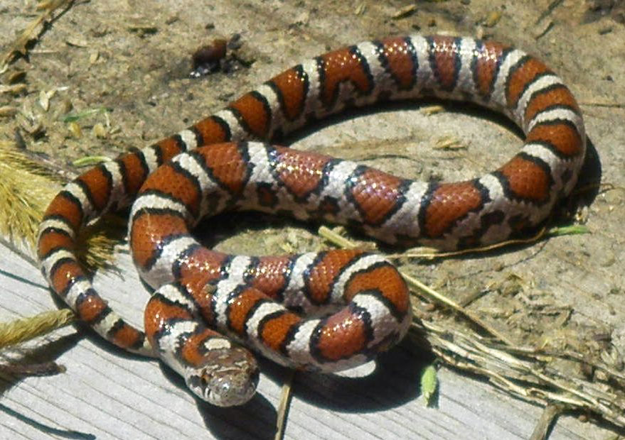<p>Lampropeltis triangulum</p><ul><li><p>Family Colubridae</p></li><li><p>Suborder Ophidia (Serpentes)</p></li><li><p>Order Squamata</p></li><li><p>Subclass Lepidosauria</p></li></ul><p></p>