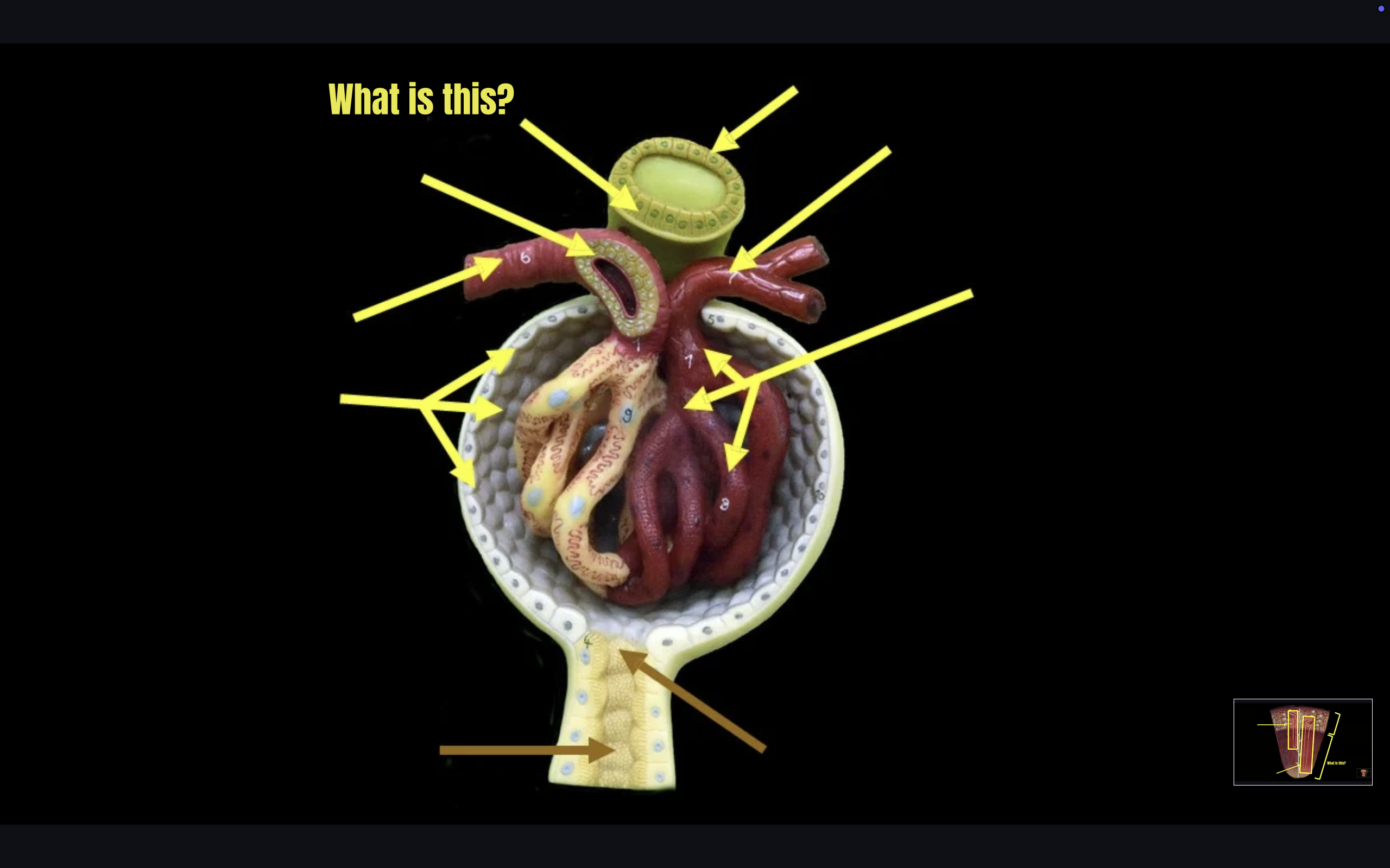 term image