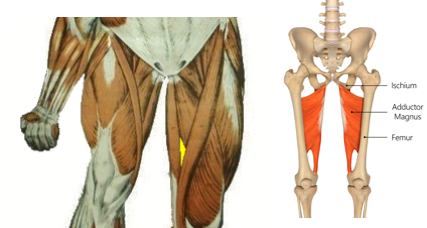<p>What is the highlighted muscle? what is its action?</p>