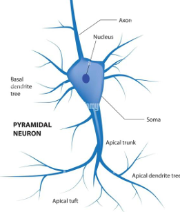 <p>pyramidal </p>