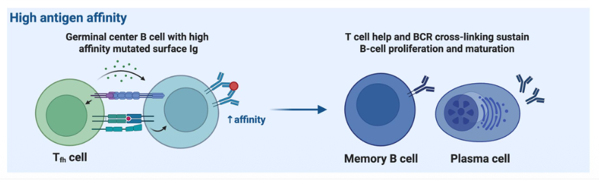<p>Germinal center B cell with high affinity mutated surface Ig </p><ul><li><p>T cell help and BCR cross linking sustains B cell proliferation and maturation</p></li></ul><p></p>