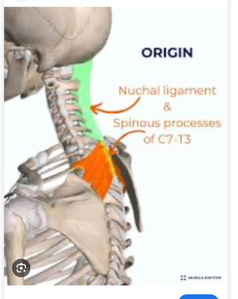 <p><span><span>Serratus Posterior Superior — Origin?</span></span></p>
