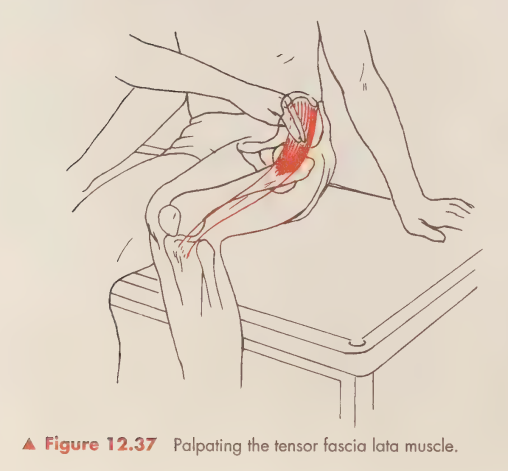 <p>Slightly below and alteral to the ASIS</p>