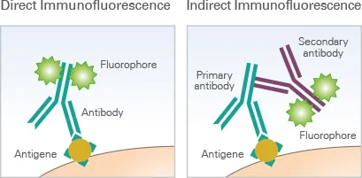 <ul><li><p>fluorophore is attached to secondary antibody </p></li><li><p>more staining steps </p><ul><li><p>can amplify fluroscent signal </p></li><li><p>many fluorophores can be used with one primary </p></li></ul></li></ul><p></p>
