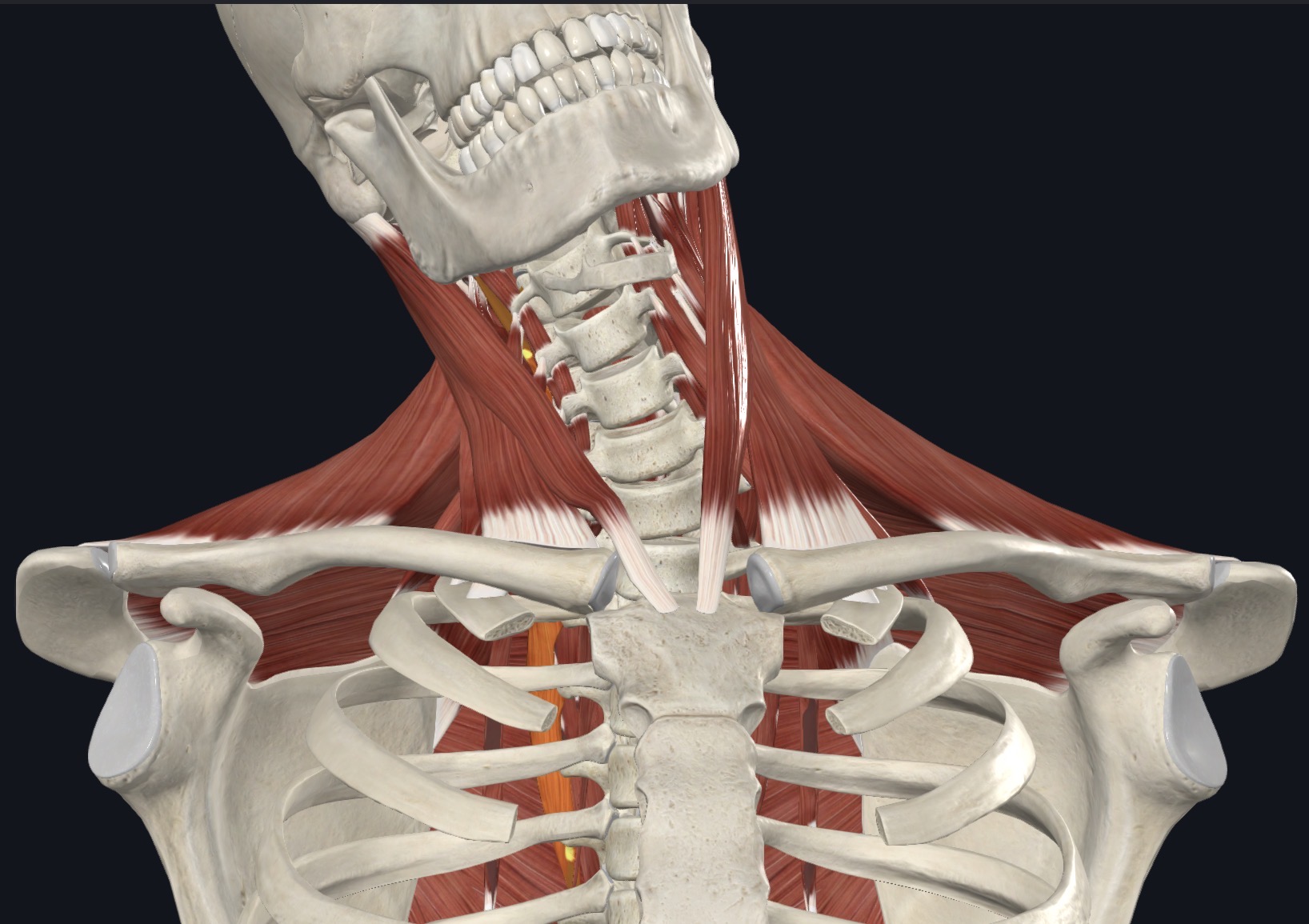 <p><strong>Unilateral:</strong> Ipsilateral lateral flexion</p><p><strong>Bilateral:</strong> Extension</p>