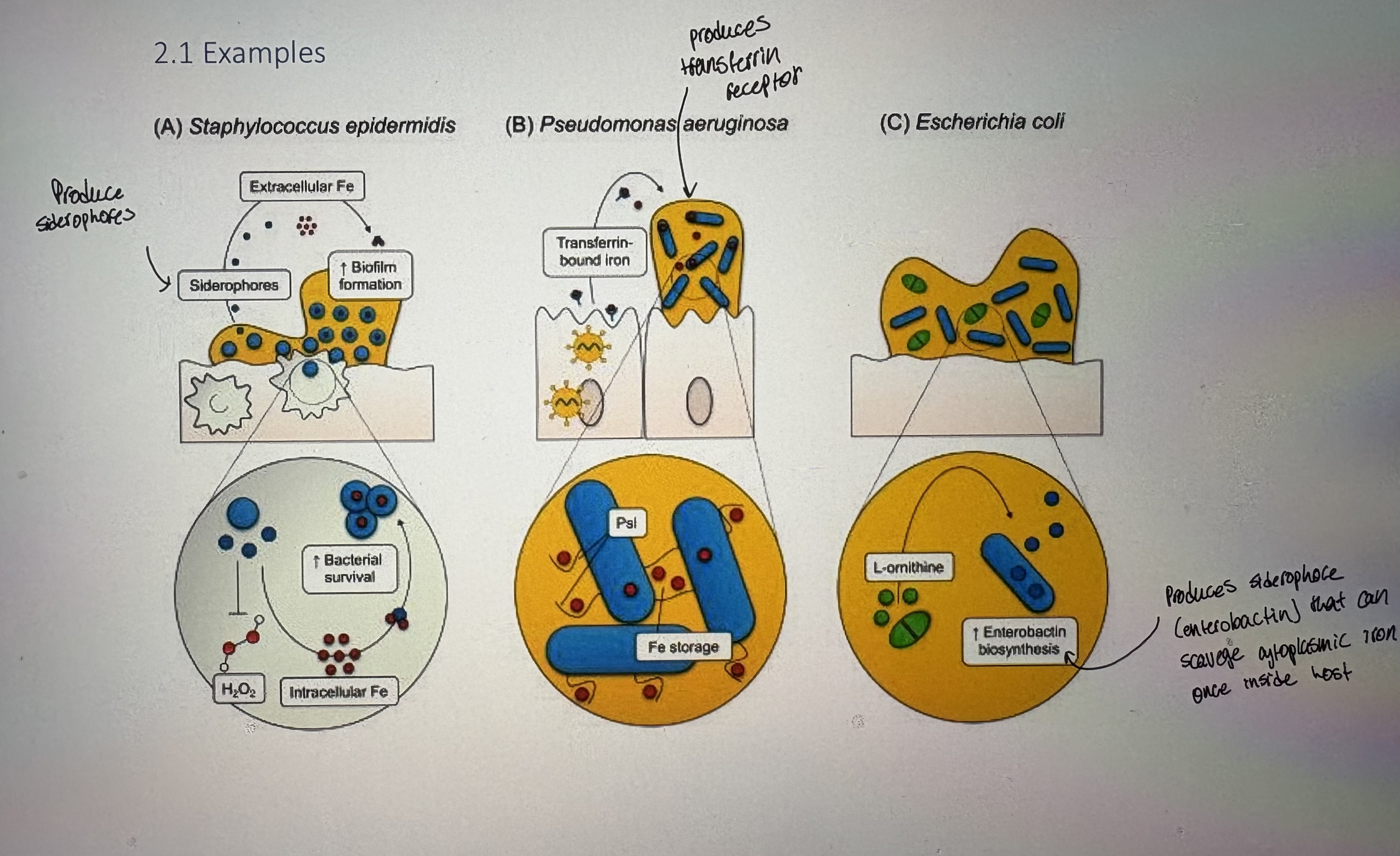 <p>- In the human host, iron is limiting because lactoferrin, transferrin, ferritin and hemoglobin bind most of the available iron</p><p>- Host cells sequester & limit iron availability because its an essential nutrient for pathogens eg. lactoferrin; chelates iron at mucosal surfaces, ferritin; stores iron w/in cell. </p><p>- Consequently, the cellular concentration of the ferric ion is too low for microorganisms to survive by solely using free iron for survival</p><p>- Provides nutritional immunity: if host “hides” nutrients → becomes one of our first lines of defense against infection </p><p>- The sequestration of nutrient iron is the most significant form of nutritional immunity</p><div data-type="horizontalRule"><hr></div><p>- Microorganisms can overcome iron nutritional limitation in the host by procuring iron:</p><ul><li><p>Extracellularly; get iron from our extracellular stores eg. transferrin | lactoferrin</p></li><li><p>Intracellularly: from host hemoglobin. Many pathogens produce hemolysins to lyse RBCs</p></li></ul><p>- Nutritional immunity can be overcome in the host via two general mechanisms (bacterial molecules used to access iron):</p><ol><li><p>Siderophores </p></li></ol><ul><li><p>Bacterially produced molecules that chelate iron w/ high affinity</p></li><li><p>Usually bind free iron (low availability)</p></li><li><p>Because siderophores are secreted by bacteria, the microbe must also have ways to take up iron-bound siderophore </p></li></ul><ol start="2"><li><p>Receptor-mediated iron acquistion from host proteins</p></li></ol><ul><li><p>bacteria can take up heme, lactoferrin, etc. BUT host proteins need to be stripped of iron. </p></li></ul><p>- Both Gram-negative and Gram-positive bacteria can sequester iron from transferrin, lactoferrin, hemoglobin, and siderophores</p><ol><li><p>Gram (+): </p></li></ol><ul><li><p>Heme can be directly brought into the cell</p></li><li><p>Iron-siderophore complexes (brought in as a complex)</p></li><li><p>ABC transporter family can bring in iron-containing molecules (ATP mediated). Often, iron is stripped during transport liberating iron for a nutrient for bacteria </p></li></ul><ol start="2"><li><p>Gram (-): Iron-containing proteins need OM-transport into periplasm then periplasmic proteins strip iron then CM transporters internalize iron. </p></li></ol><ul><li><p>Heme receptors on the OM</p></li><li><p>Secrete scavenger binding proteins </p></li><li><p>Bring in iron-siderophore complexes </p></li></ul><p>- Bacteria have OM receptors that are specific to host iron-containing proteins ie lactoferrin receptor specifically for lactoferrin. </p><p>- Exs in pic </p><p>- Mammals respond:</p><ul><li><p>Siderocalin is a mammalian lipocalin-type protein → binds siderophores = should prevent pathogen from obtaining iron</p></li><li><p>Siderophores → Fe scavengers from bacteria. Siderocalin → siderophore binding molceules from host </p></li><li><p>Some pathogens have evolved mechanisms to evade siderocalins</p></li></ul><p></p>