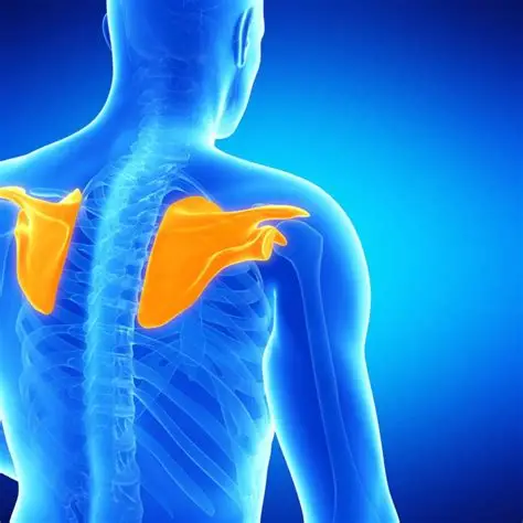 <p>The flat triangular bone in the upper back (scapula).</p>