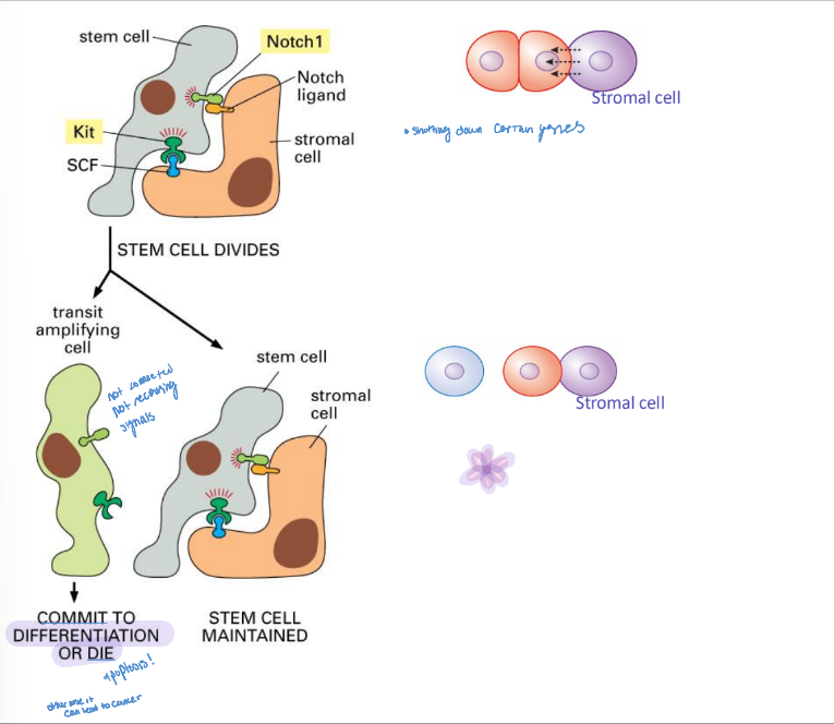 <ul><li><p>can cause a cell to commit to differentiation or die through apoptosis</p></li></ul><p></p>